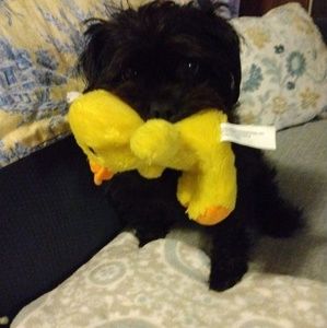 Meet your Posher, Carol